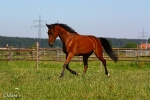 Enricokingraffis - Rennstall Sutor 2010