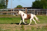 Pony - Fam.Sutor 2010