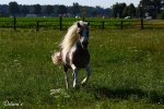 Pony - Fam.Sutor 2010