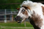 Pony - Fam.Sutor 2010