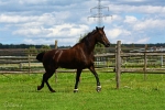 Lady Sunshine - Rennstall Sutor 2010