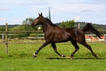 Hopeyouwin Diamant - Rennstall Sutor 2010