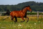 Enricokingraffis - Rennstall Sutor 2010