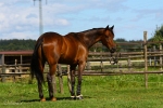 Snuffe Pasqual - Rennstall Sutor 2010