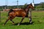 Snuffe Pasqual - Rennstall Sutor 2010