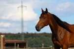 Snuffe Pasqual - Rennstall Sutor 2010