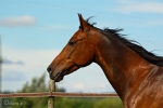 Snuffe Pasqual - Rennstall Sutor 2010