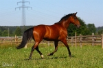 Enricokingraffis - Rennstall Sutor 2010